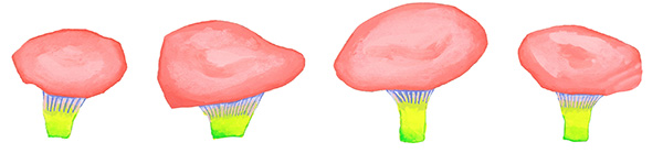 ピンクのきのこ